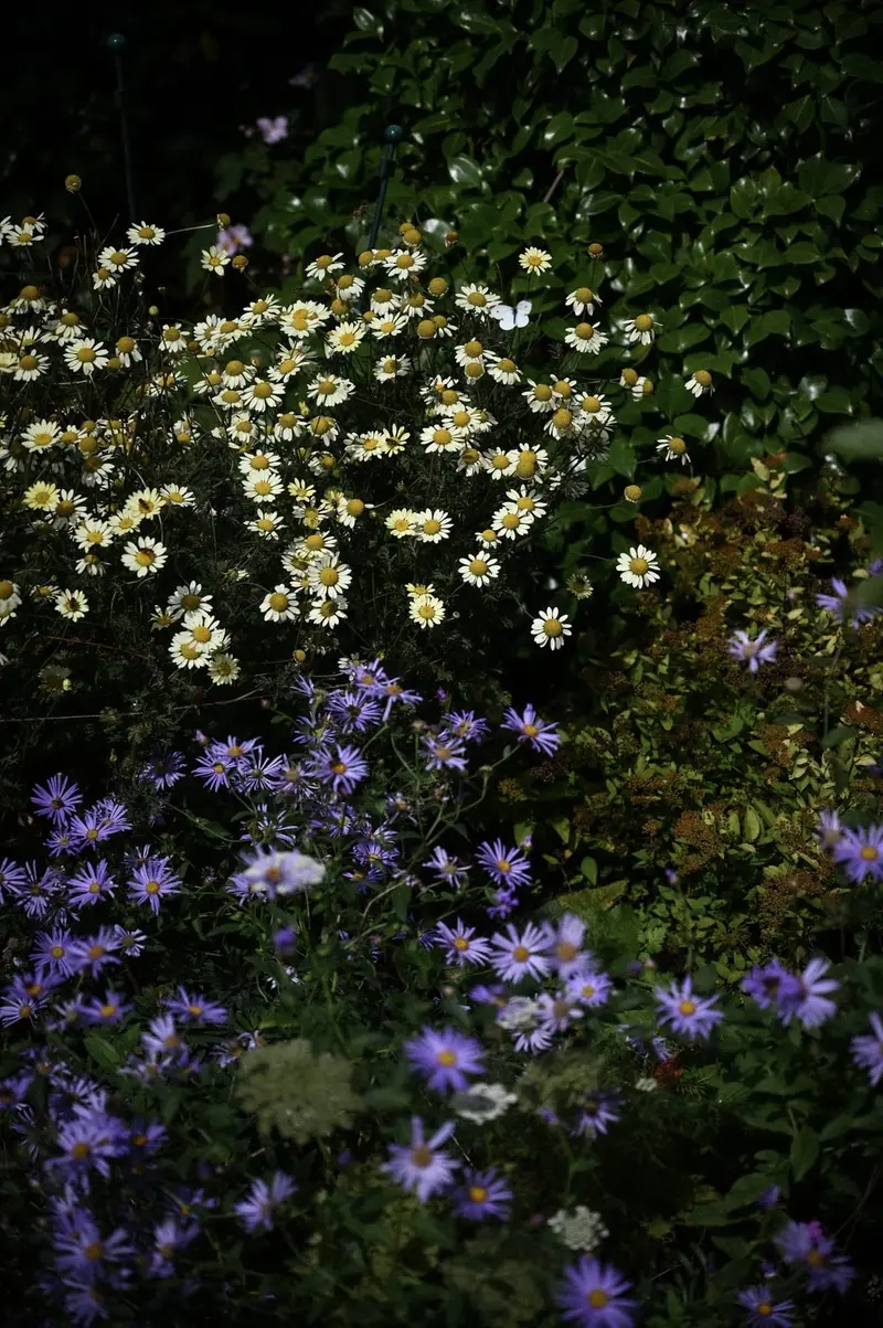 Antemis hybrida 'Wargrave', Aster x frikartii 'Mônch'