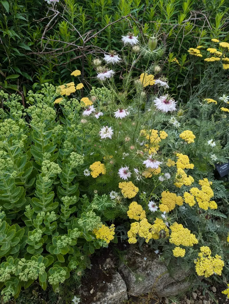 Border in geel, wit en groen