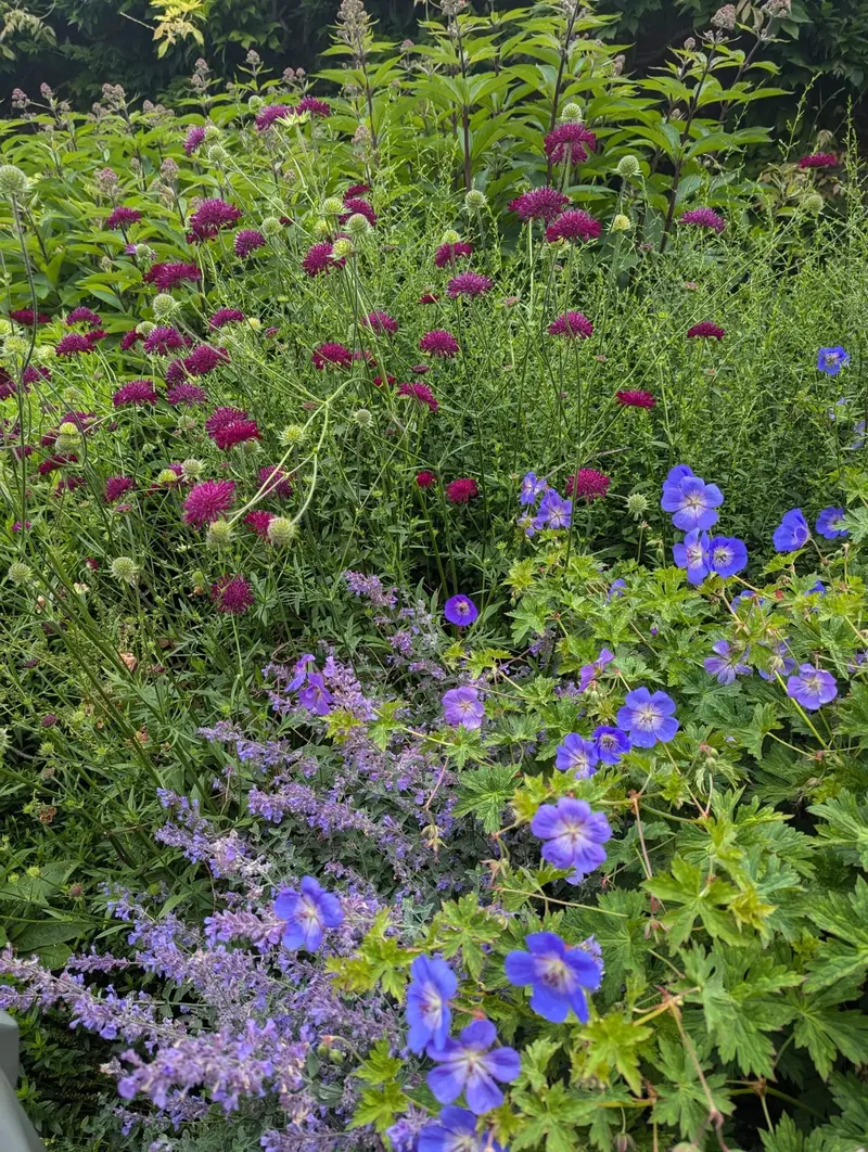 Bloeiende border met paarse en blauwe tinten