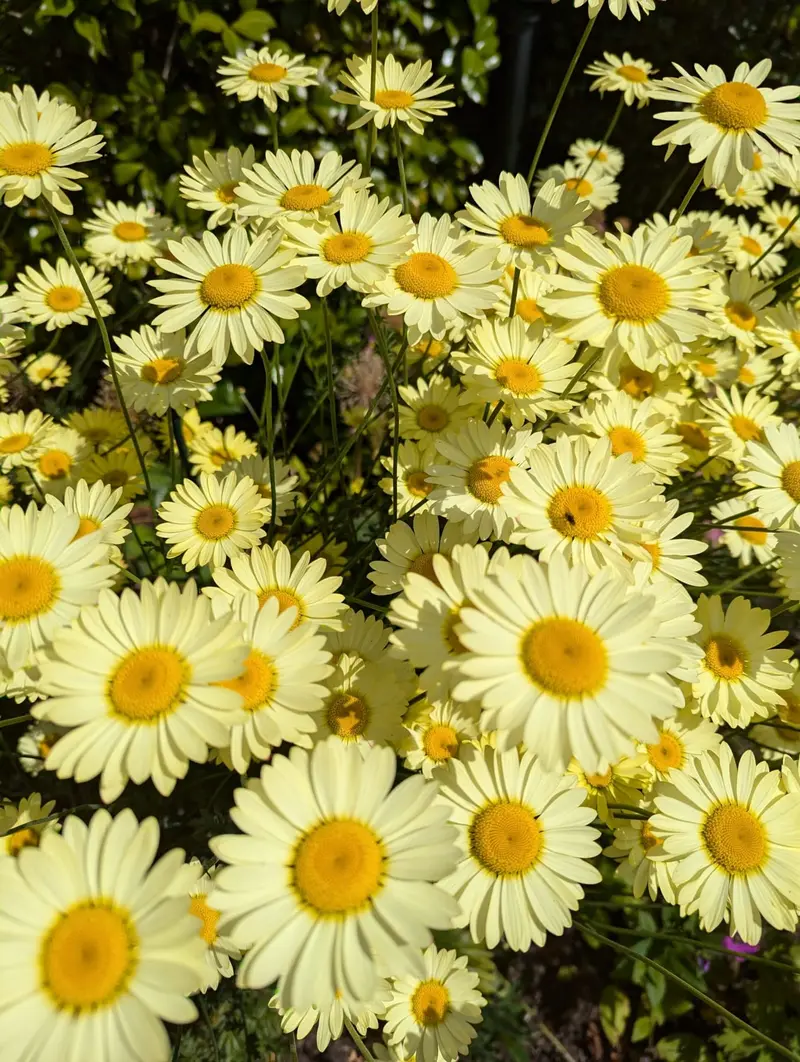 Gele bloemen in de border