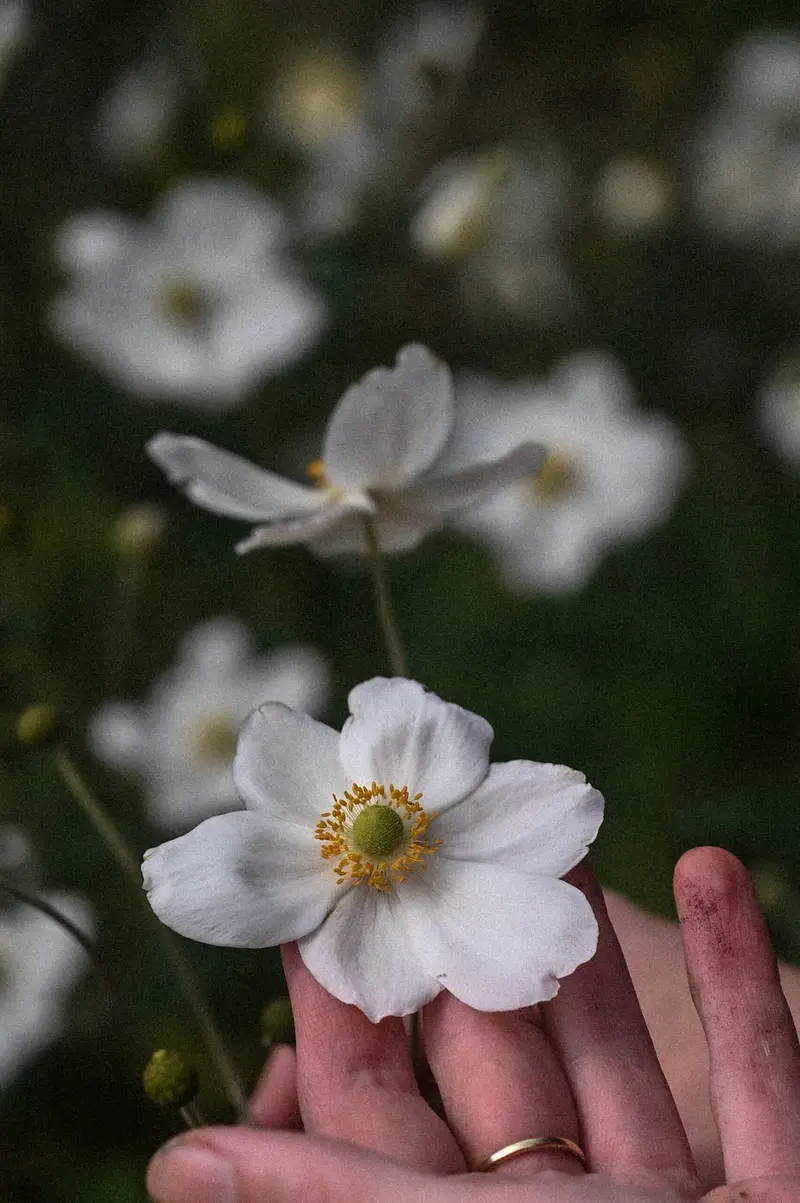 Japanse anemoon in de hand