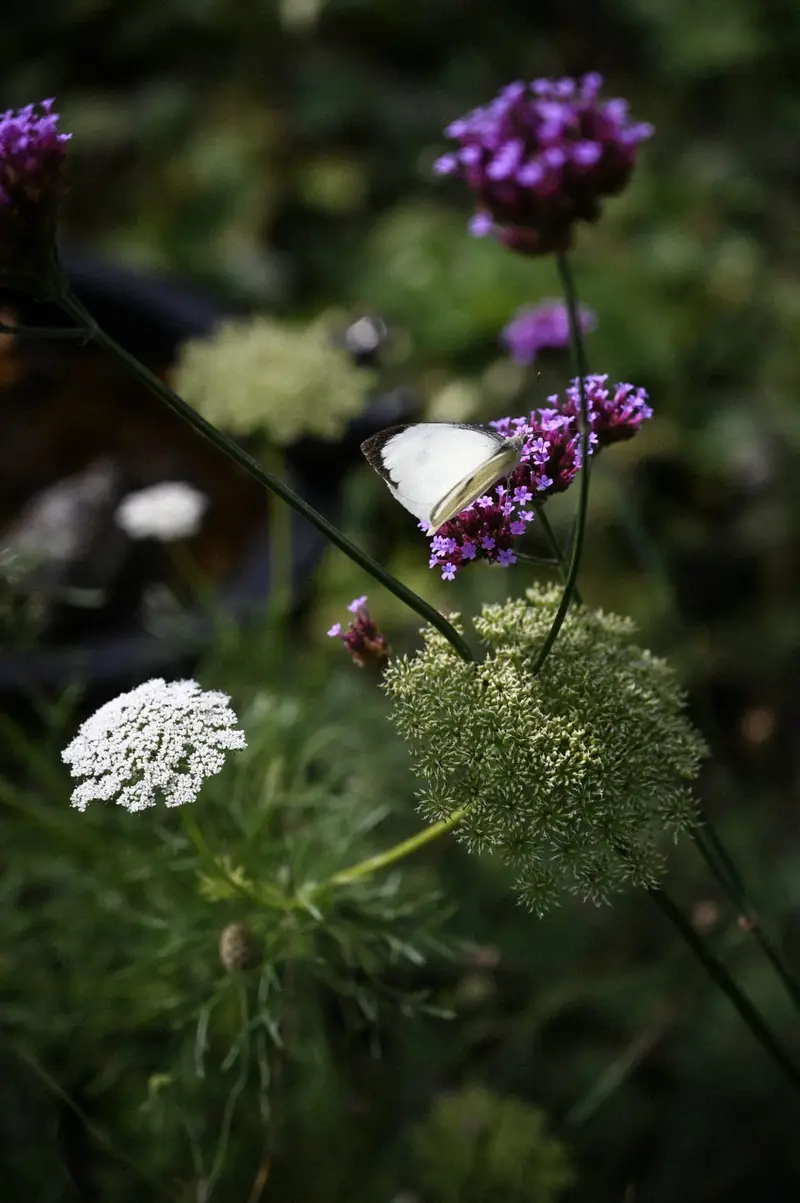 Koolwitje op Verbena bonariensis