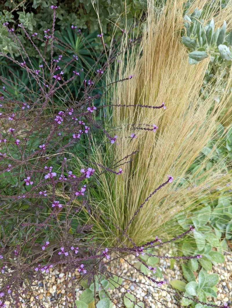 Siergras met paarse bloemen