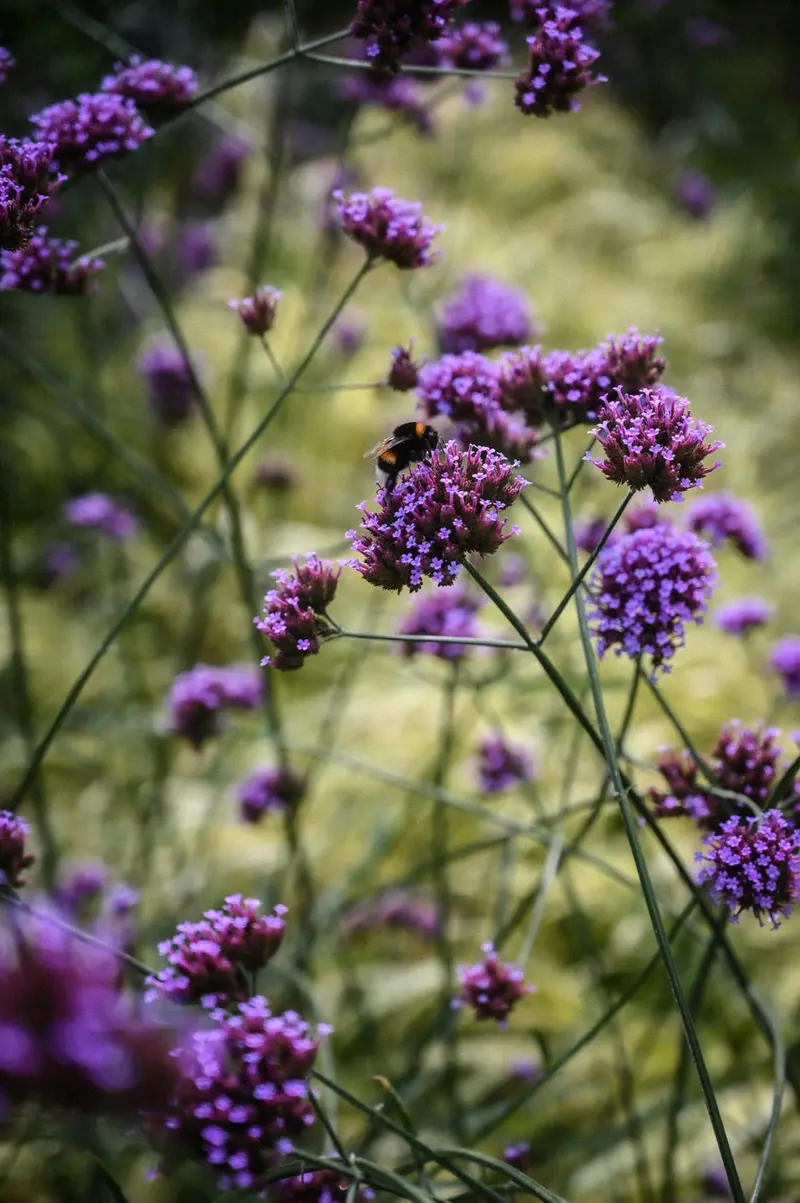 Verbena bonariensis