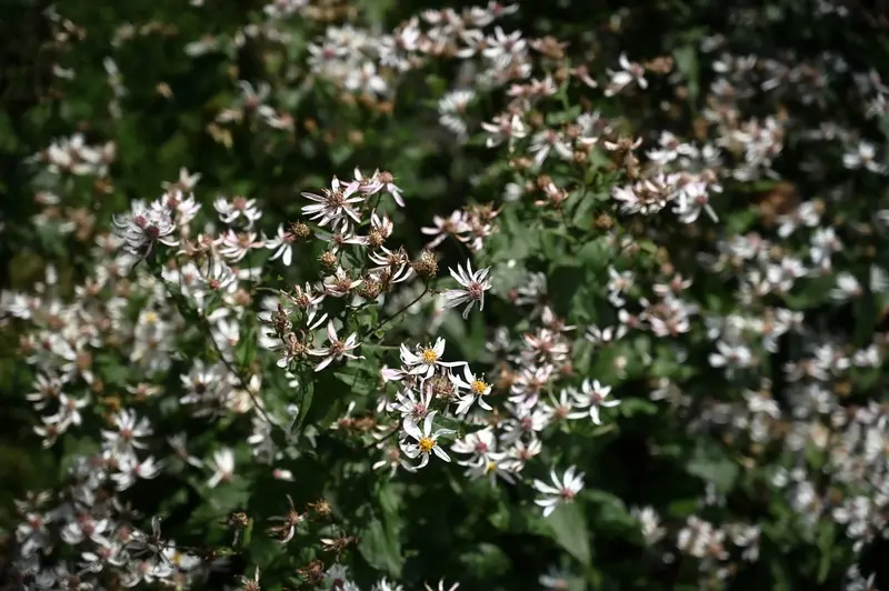 Witte bloemenzee in de nazomer