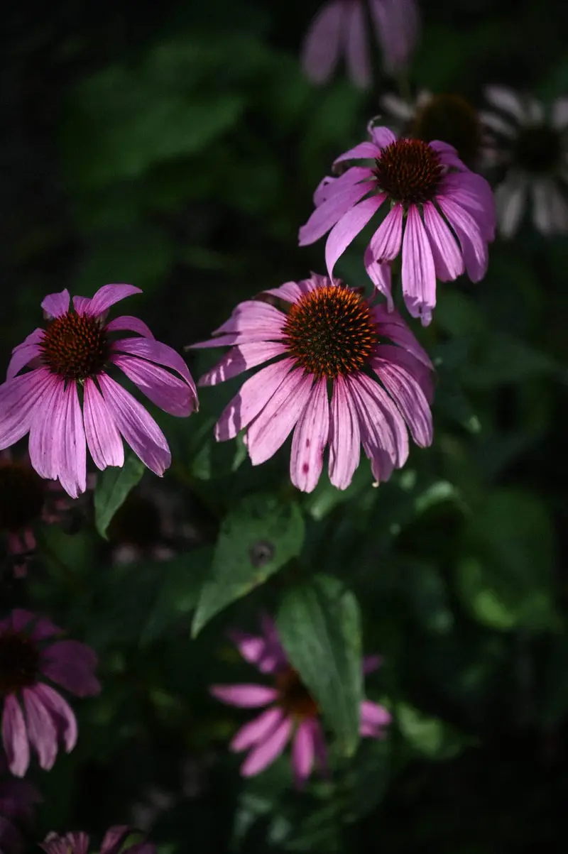 Zonnehoed, Echinacea purpurea